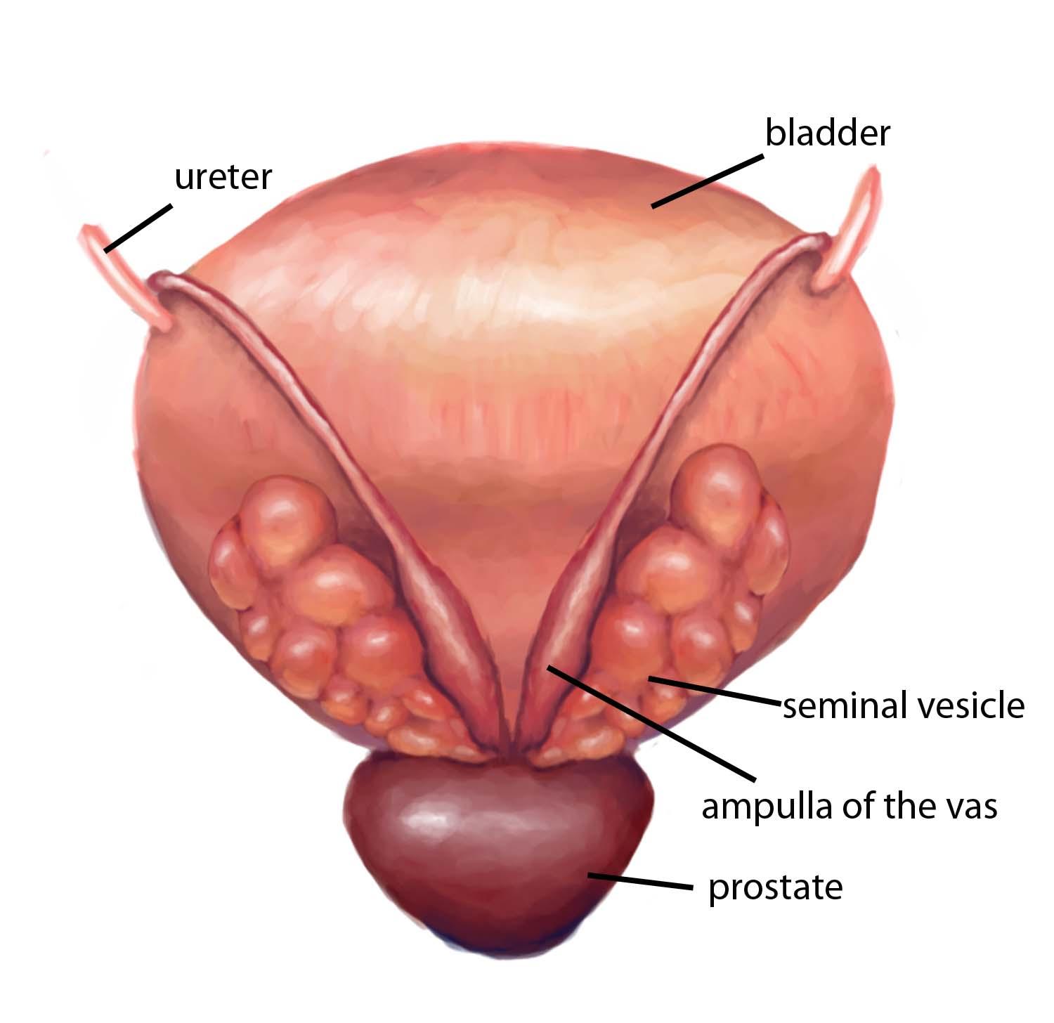 Ejaculatory ducts