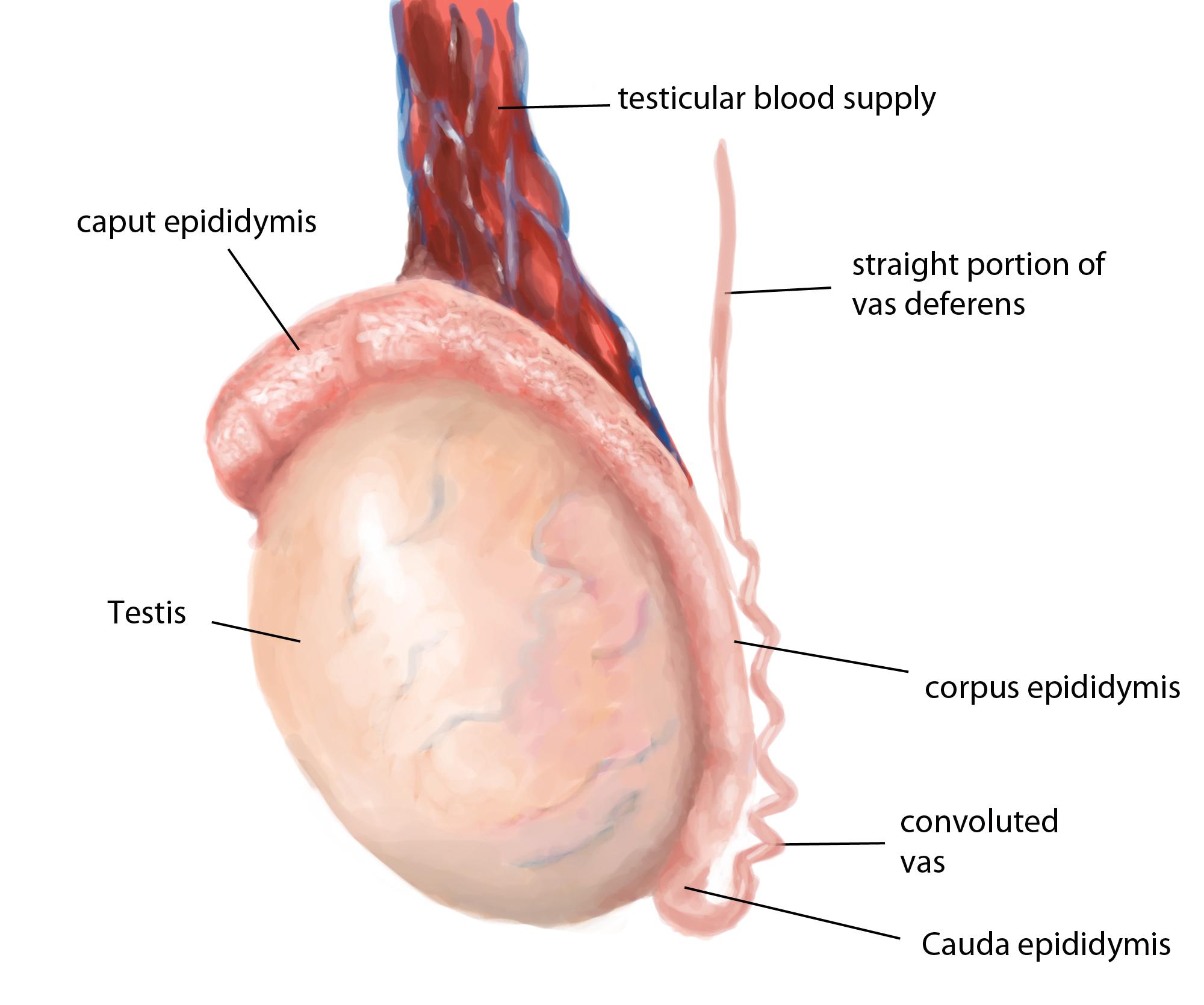 testicle temperature