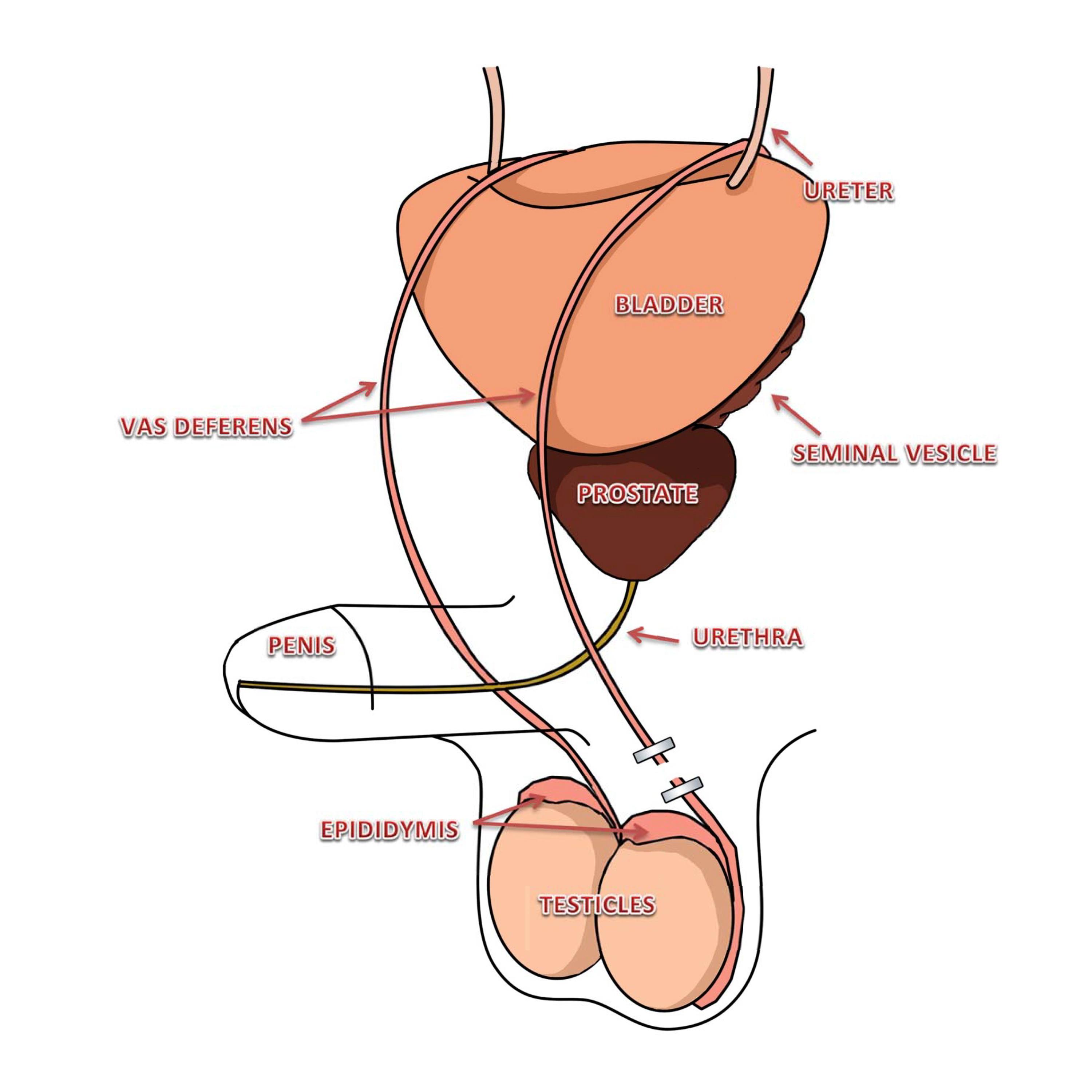 Vasectomy anatomy diagram